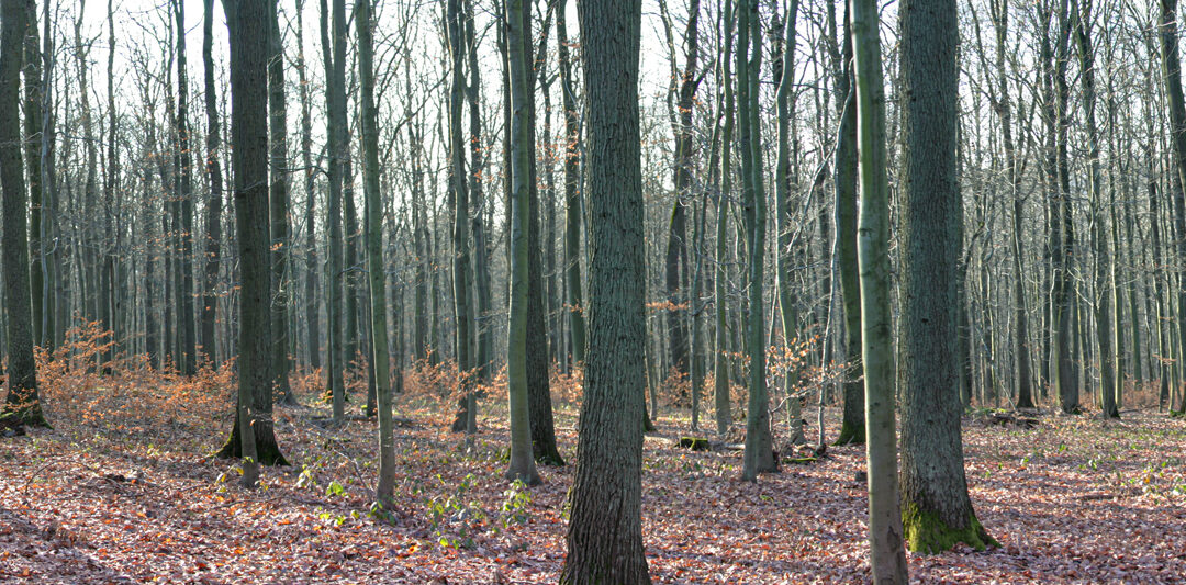 Winterwald I – Stille Linien