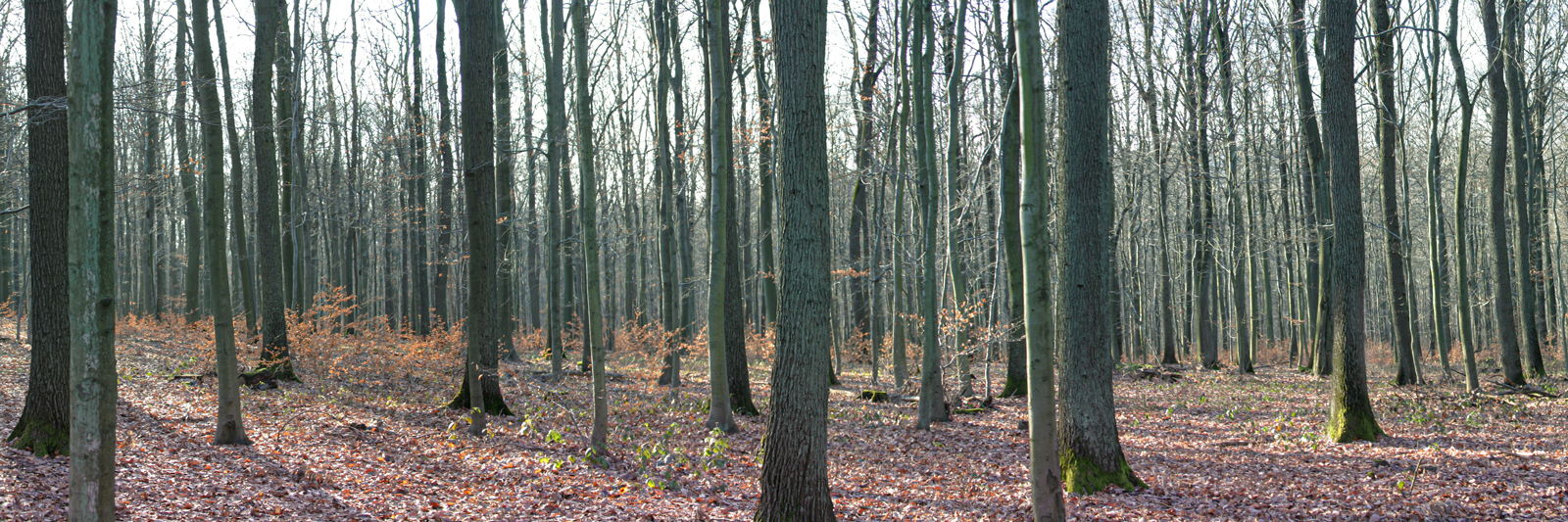 Winterlicher Buchenmischwald im Großwald Saarbrücken – Panorama aus mehreren Aufnahmen.